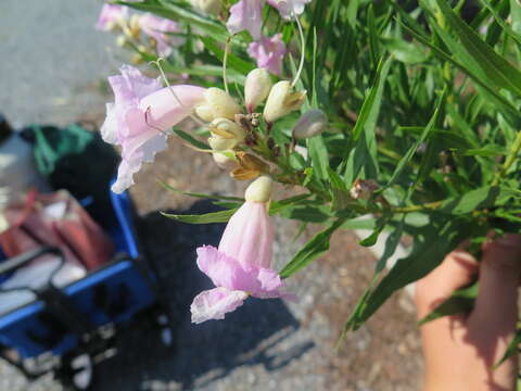 Plancia ëd Chilopsis linearis subsp. linearis