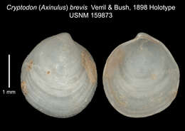 Image of Axinulus brevis (Verrill & Bush 1898)