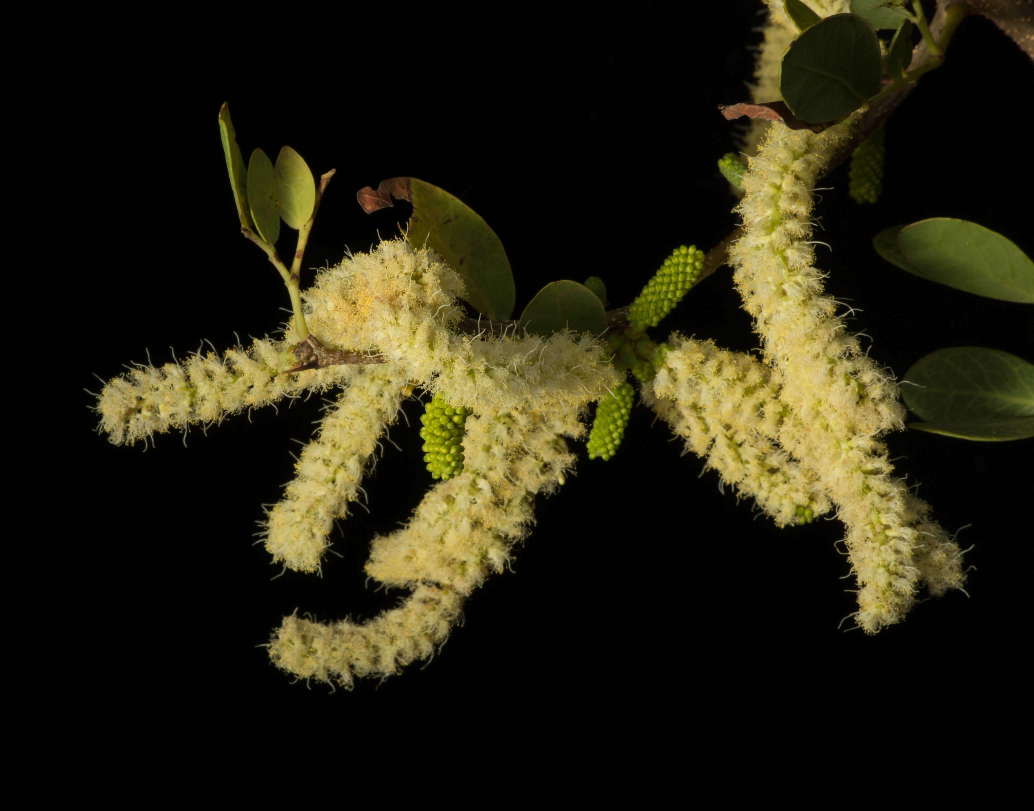 Image of Vachellia pringlei (Rose) Seigler & Ebinger