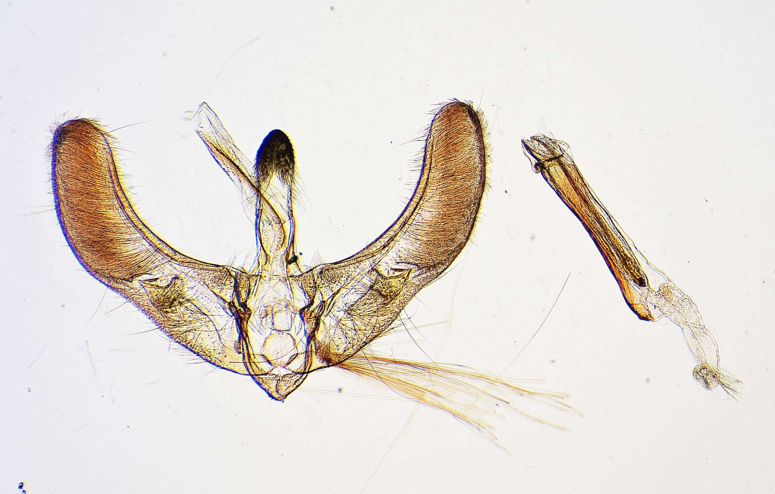 Image of Uresiphita polygonalis ochrocrossa Clarke 1971