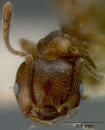 Image of Crematogaster impressiceps frontalis Santschi 1922