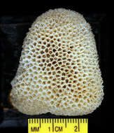 Image of net coral