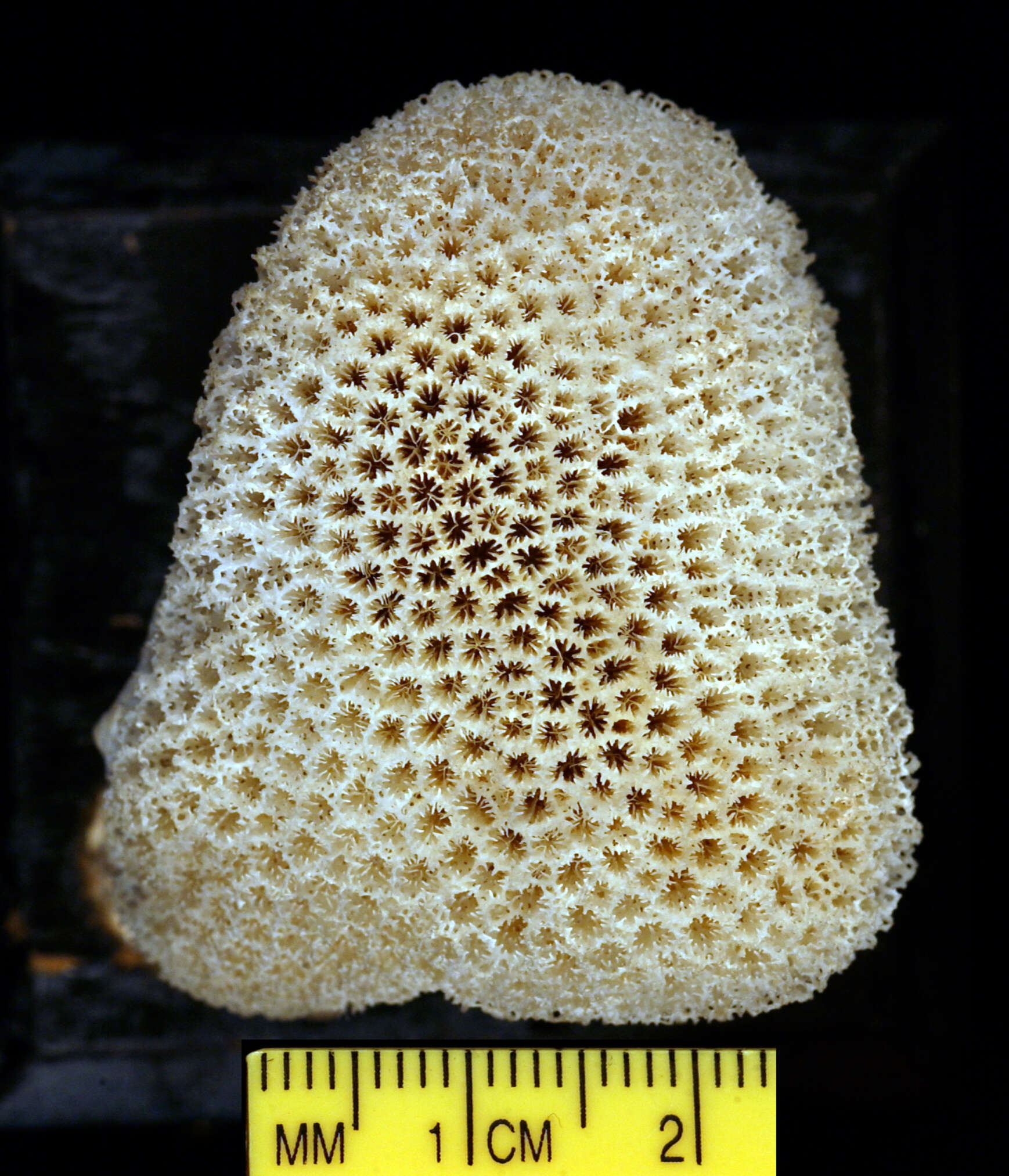 Image of net coral