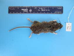 Image of Deer Mouse