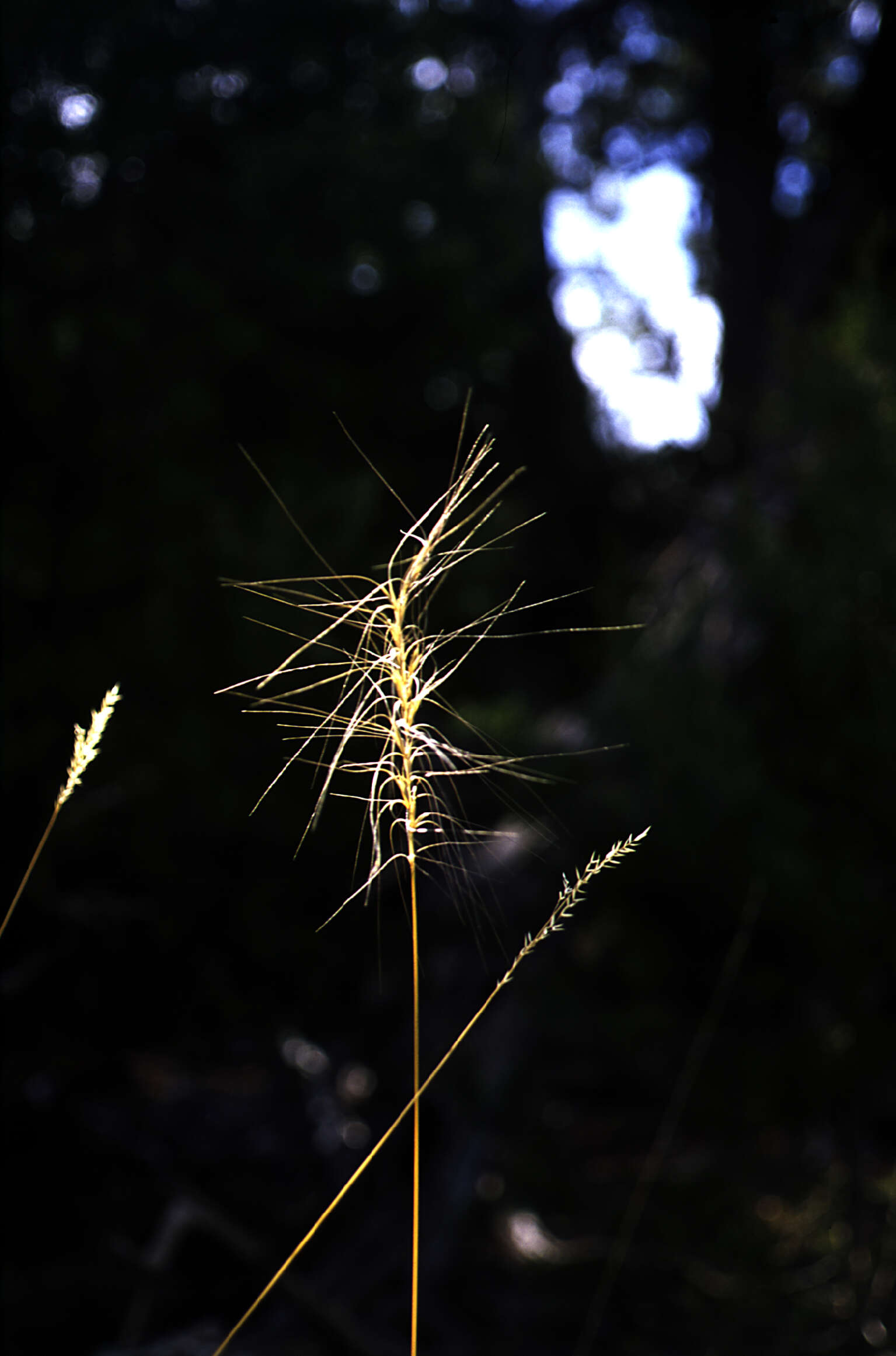 Image of squirreltail