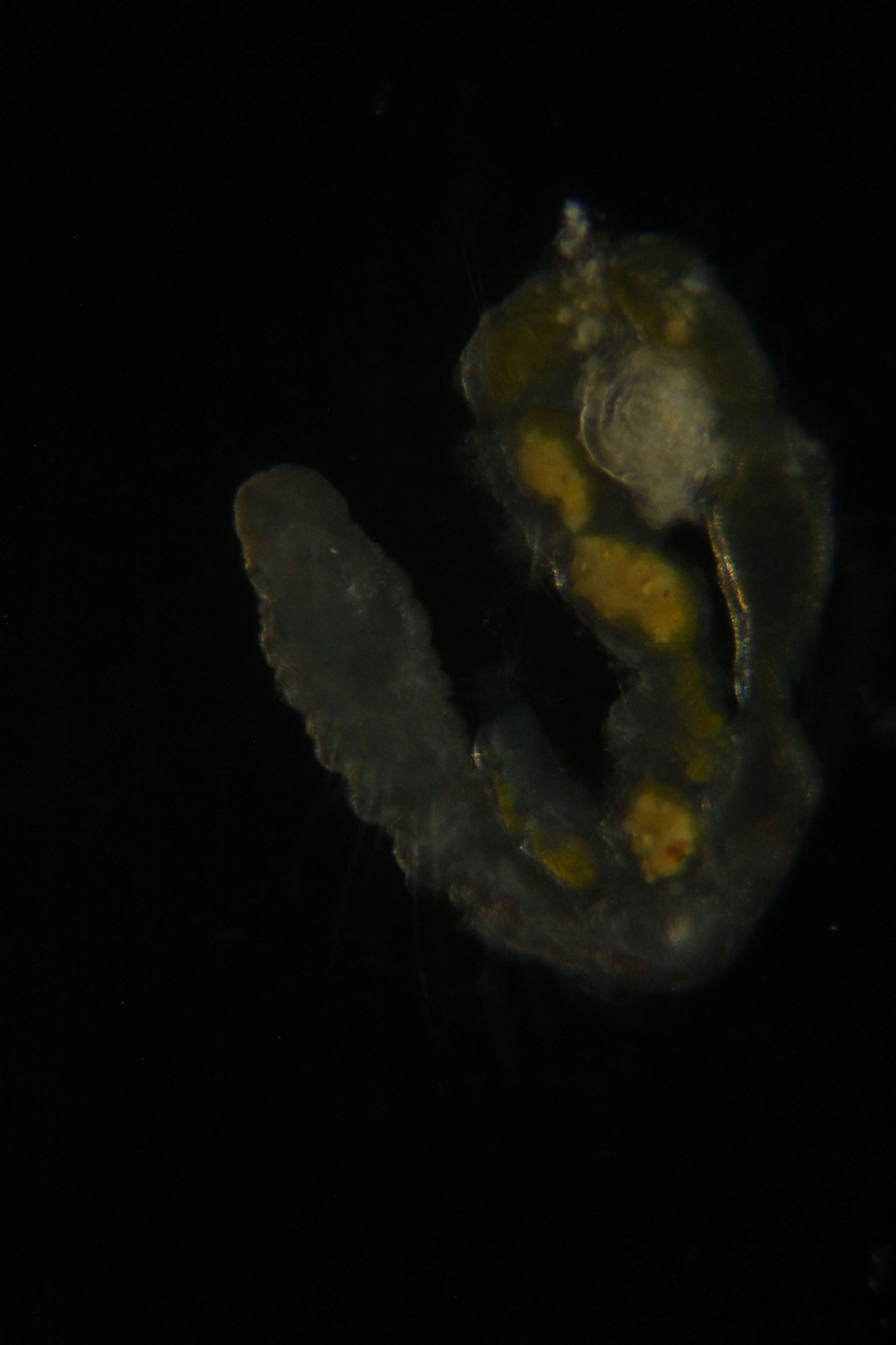 Image of Raphidrilus hawaiiensis Magalhães, Bailey-Brock & Davenport 2011