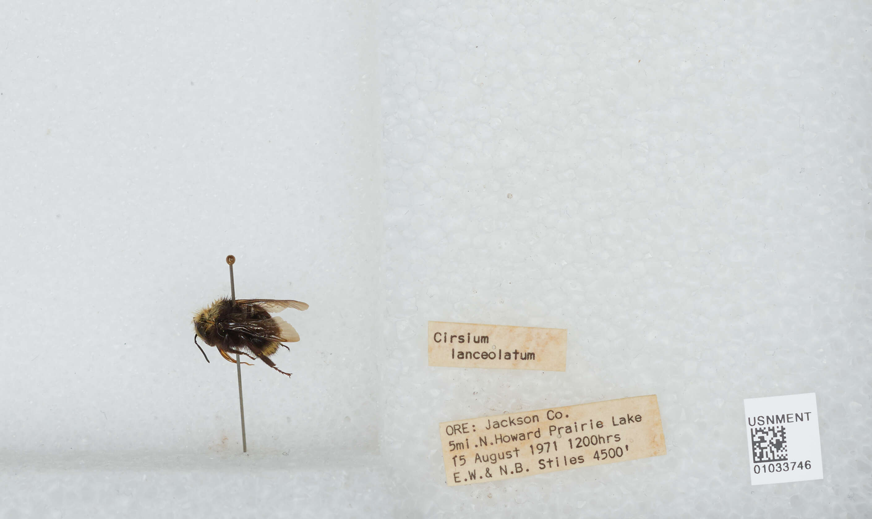 Plancia ëd Bombus vandykei (Frison 1927)