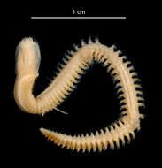 Image of "An Antarctic, polychaete worm"