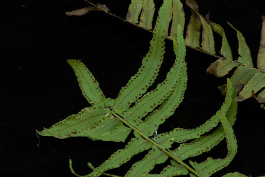 Image of Asian sword fern