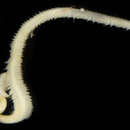 Image of paddleworm