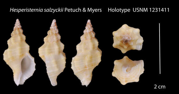 Image of Hesperisternia sulzyckii Petuch & R. F. Myers 2014