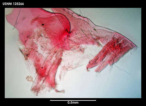 Image de Pilsbryiscalpellum Zevina 1978