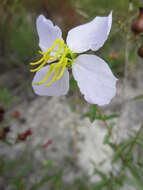 Imagem de Rhexia mariana var. exalbida Michx.