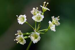 Image of Commicarpus scandens (L.) Standl.