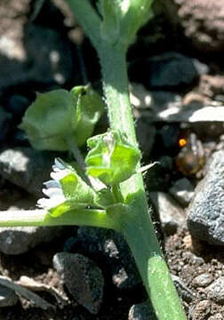 Image of Least Mallow