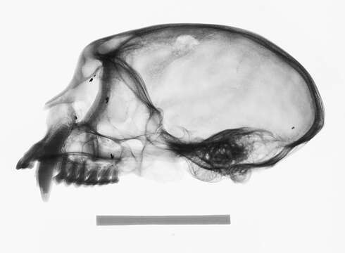 Image de Cebus versicolor Pucheran 1845