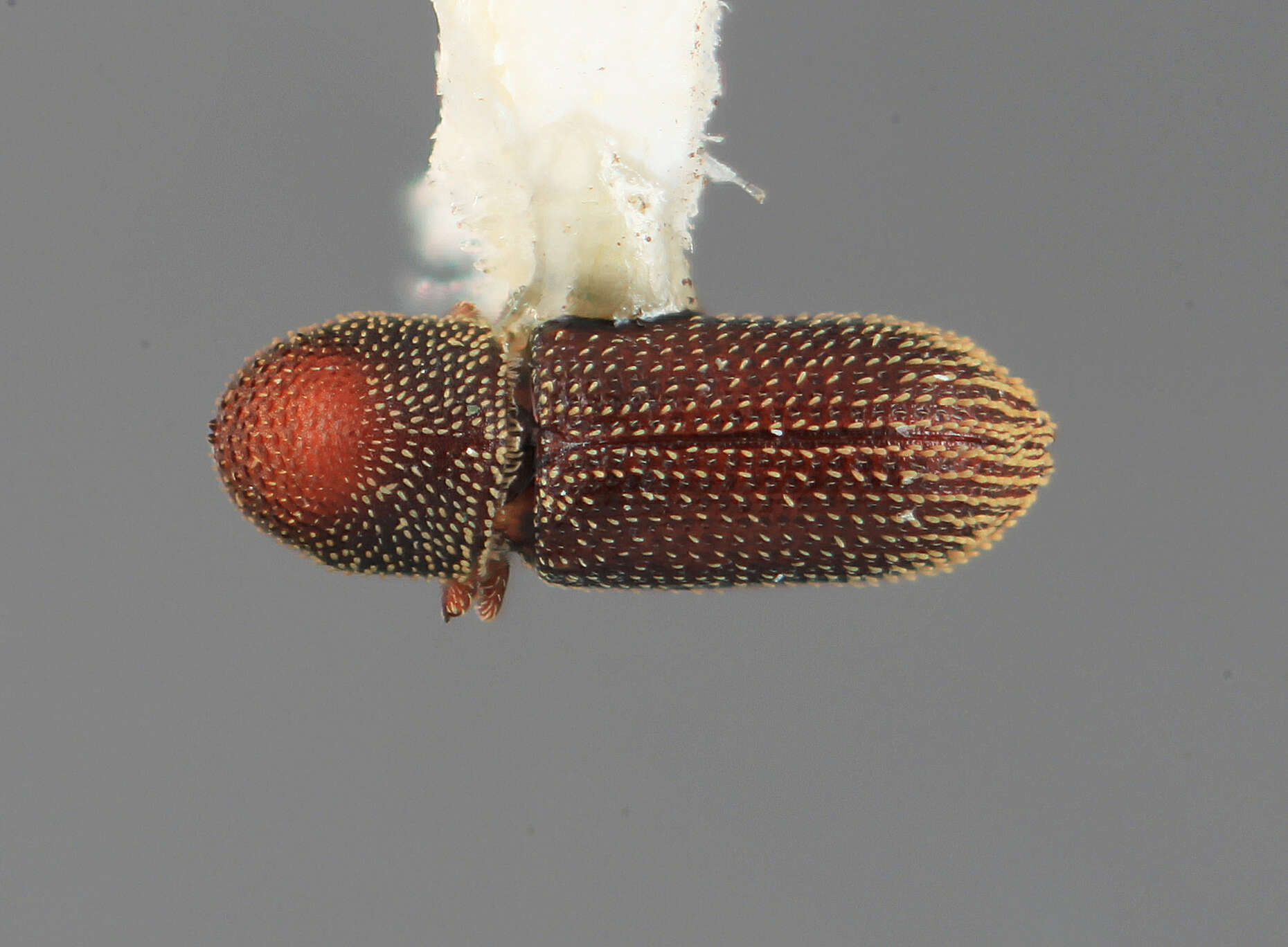 Image of Micracisella vescula Wood 1969