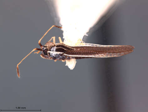 Image of Leptopharsa laureata Drake & Hambleton 1945