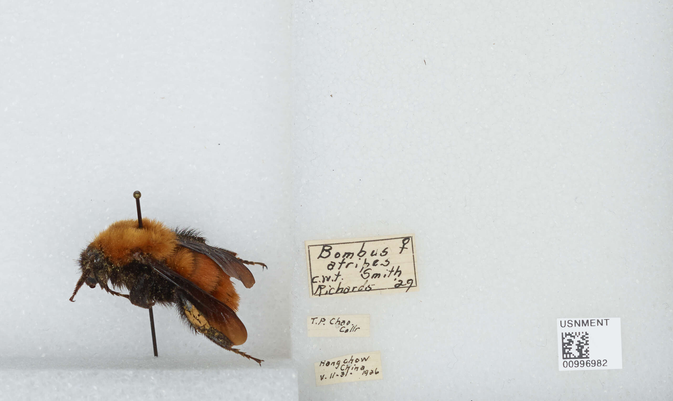 Image of Bombus atripes Smith 1852