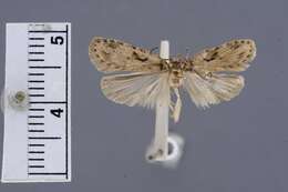 Image of Agonopterix chaetosoma Clarke 1962