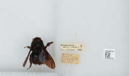 Image of Bombus morio (Swederus 1787)