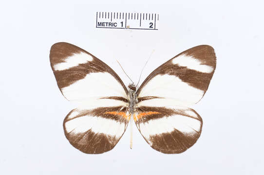 Image of Perrhybris lorena (Hewitson 1852)