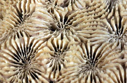 Image of Starry cup coral