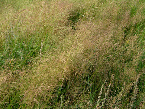 Plancia ëd Agrostis gigantea Roth