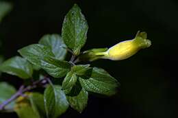 Image of Ruellia cedilloi T. P. Ramamoorthy