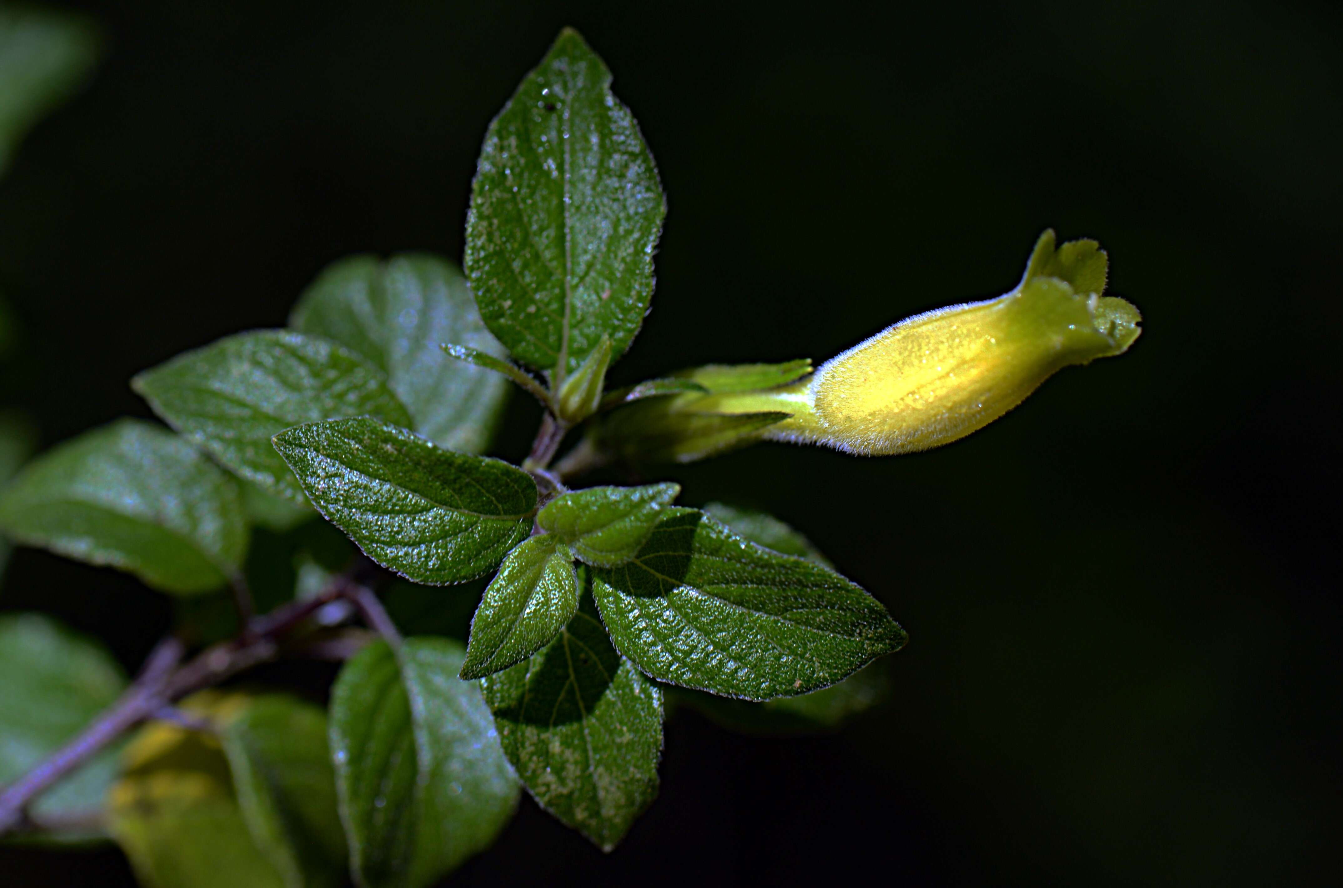 صورة Ruellia cedilloi T. P. Ramamoorthy