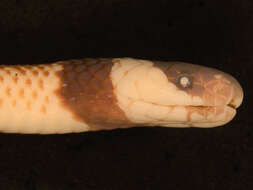 Image of Clark's Coral Snake