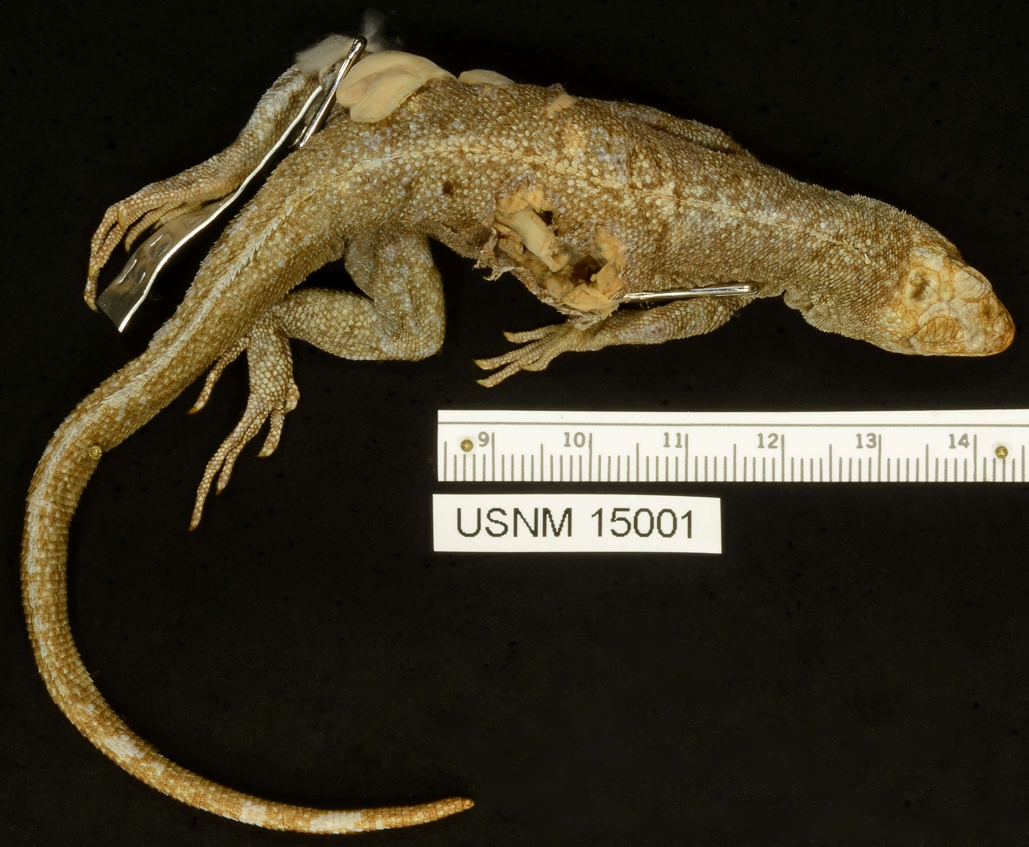 Image of Common Pacific Iguana