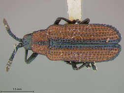 Image of Microrhopala arizonica Schaeffer