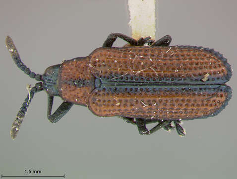 Image of Microrhopala arizonica Schaeffer