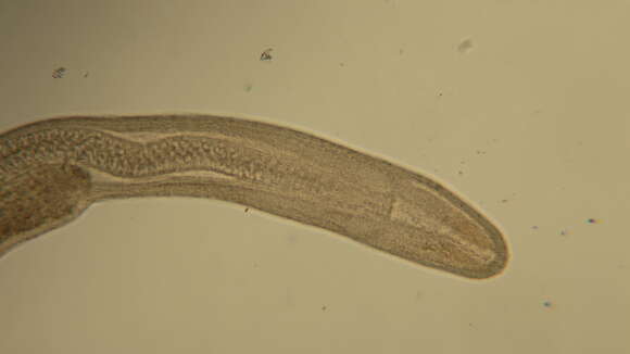 Image of Cephalothricidae