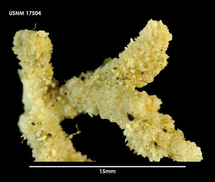 Image of Orthoporidra brachyrhyncha Moyano 1985