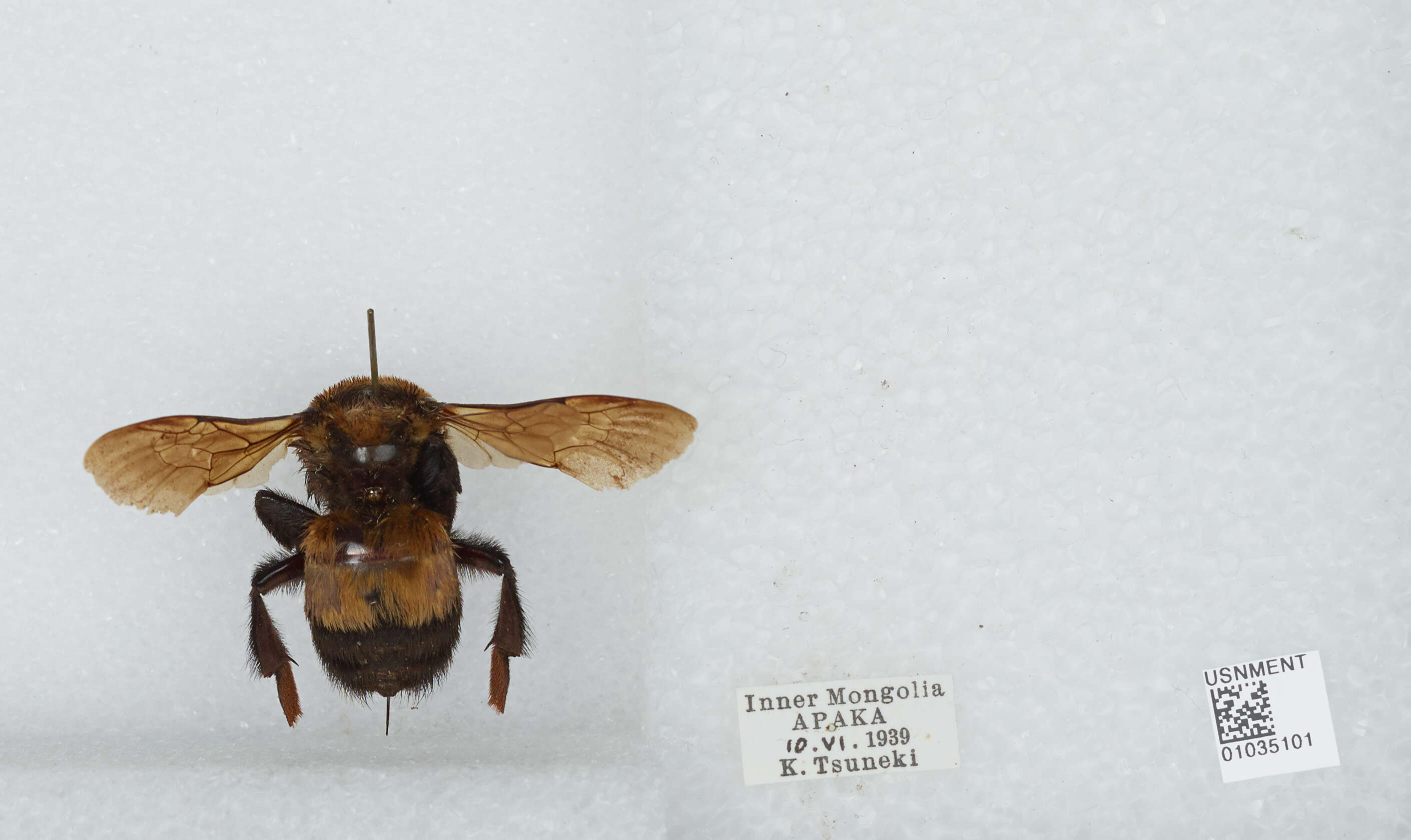 Image of Bombus melanurus Lepeletier 1836