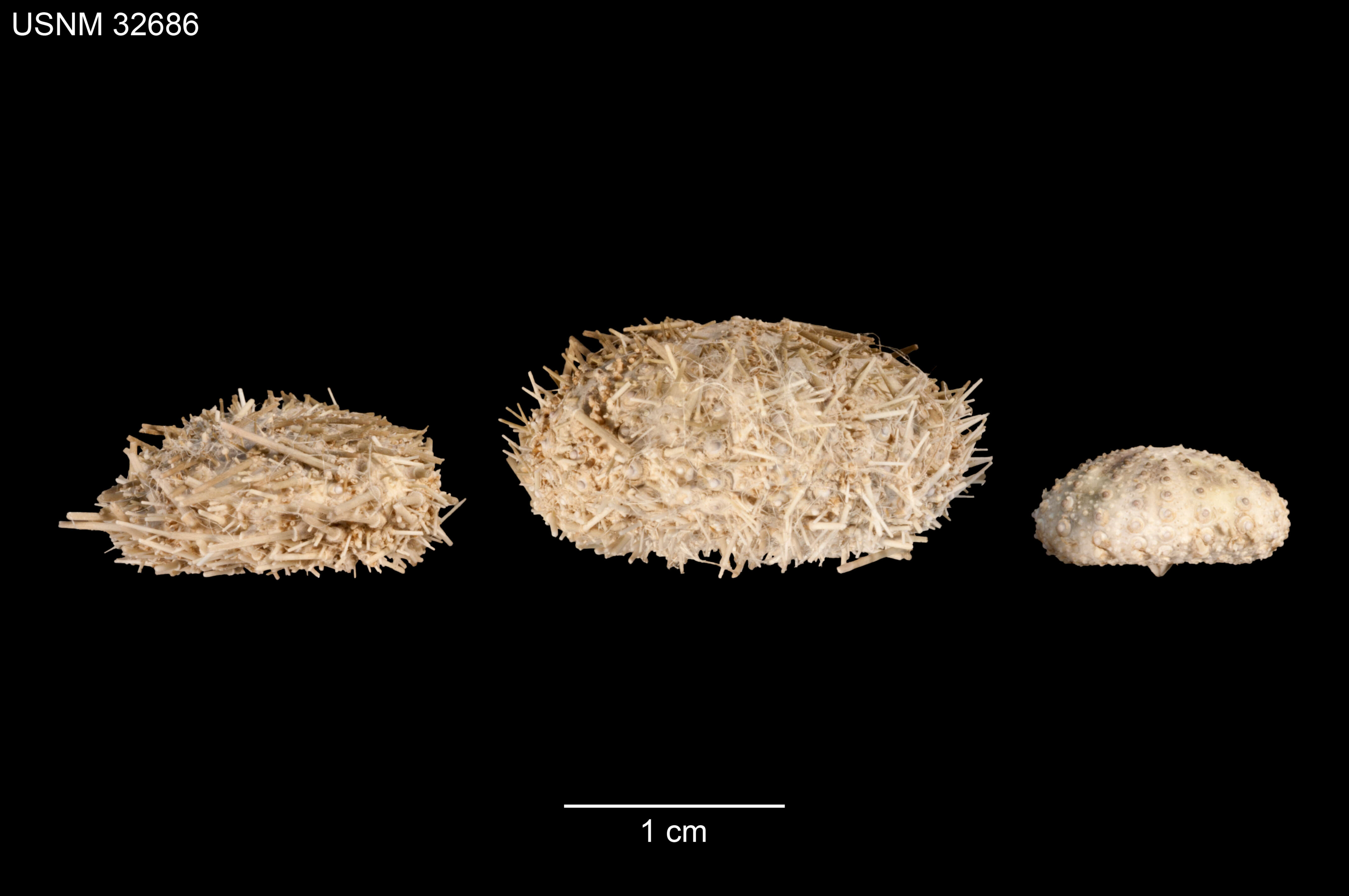 Image of Lytechinus pictus (Verrill 1867)