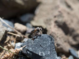 Image of Acnephalomyia