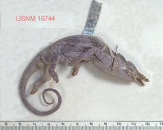 Image of Kilimanjaro Blade-horned Chameleon