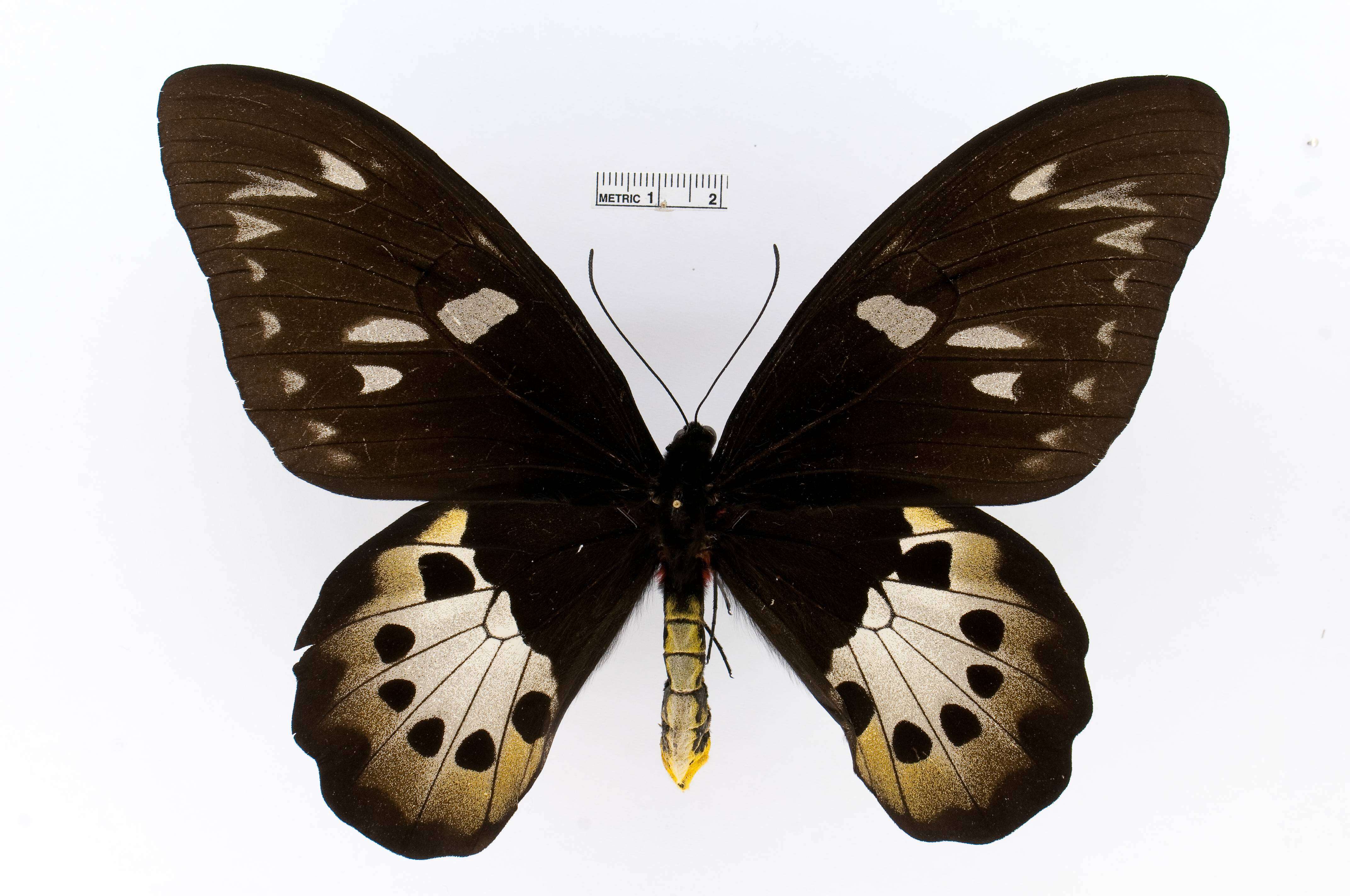 Слика од Ornithoptera goliath Oberthür 1888