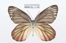 Image of Delias hyparete (Linnaeus 1758)