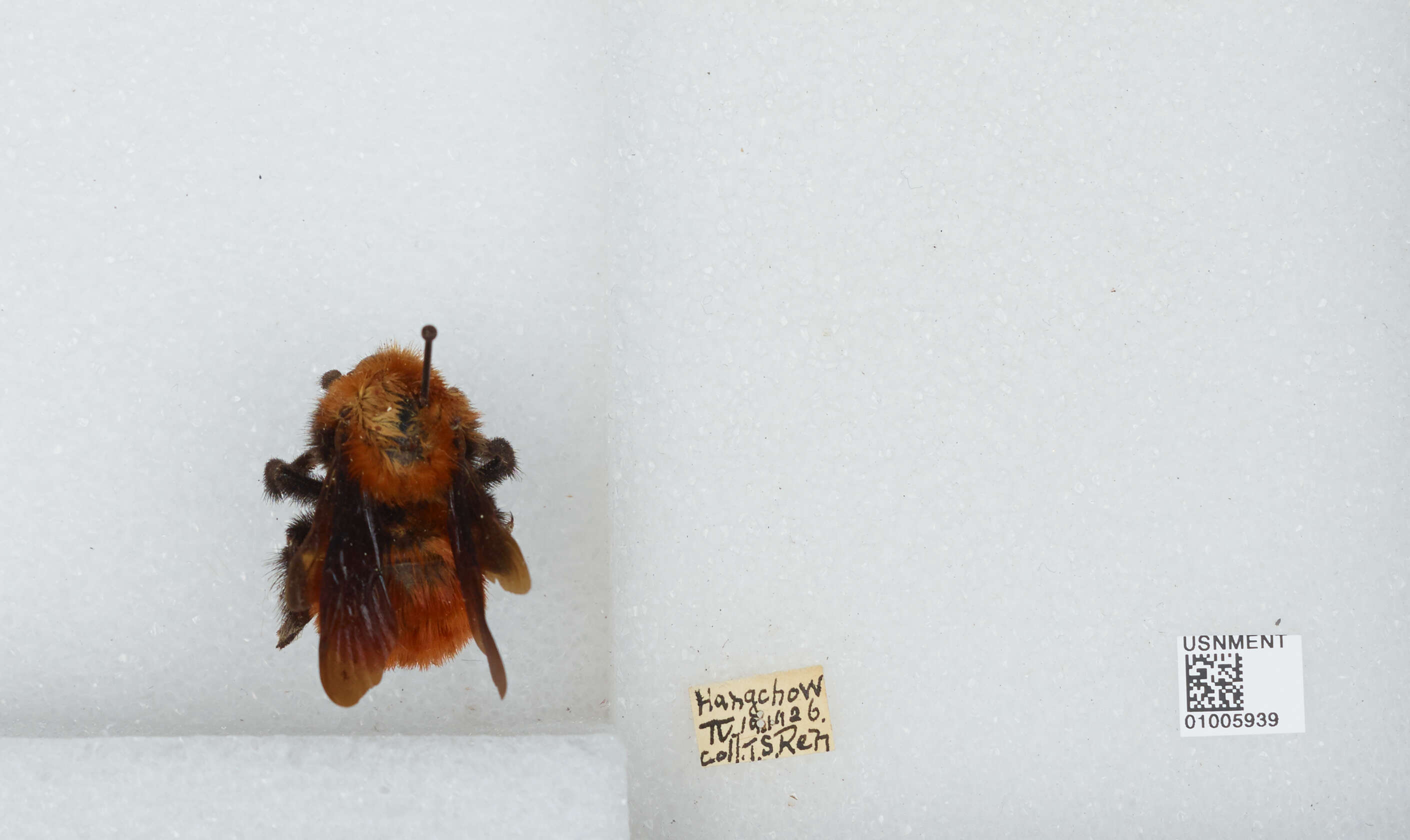 Image of Bombus atripes Smith 1852