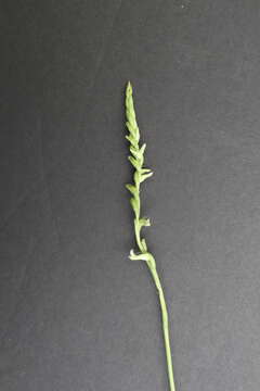 Image of Green-Vein Ladies'-Tresses