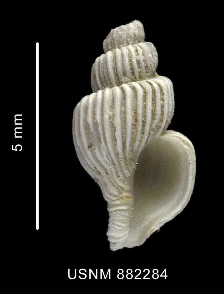 Sivun Trophon minutus Melvill & Standen 1907 kuva