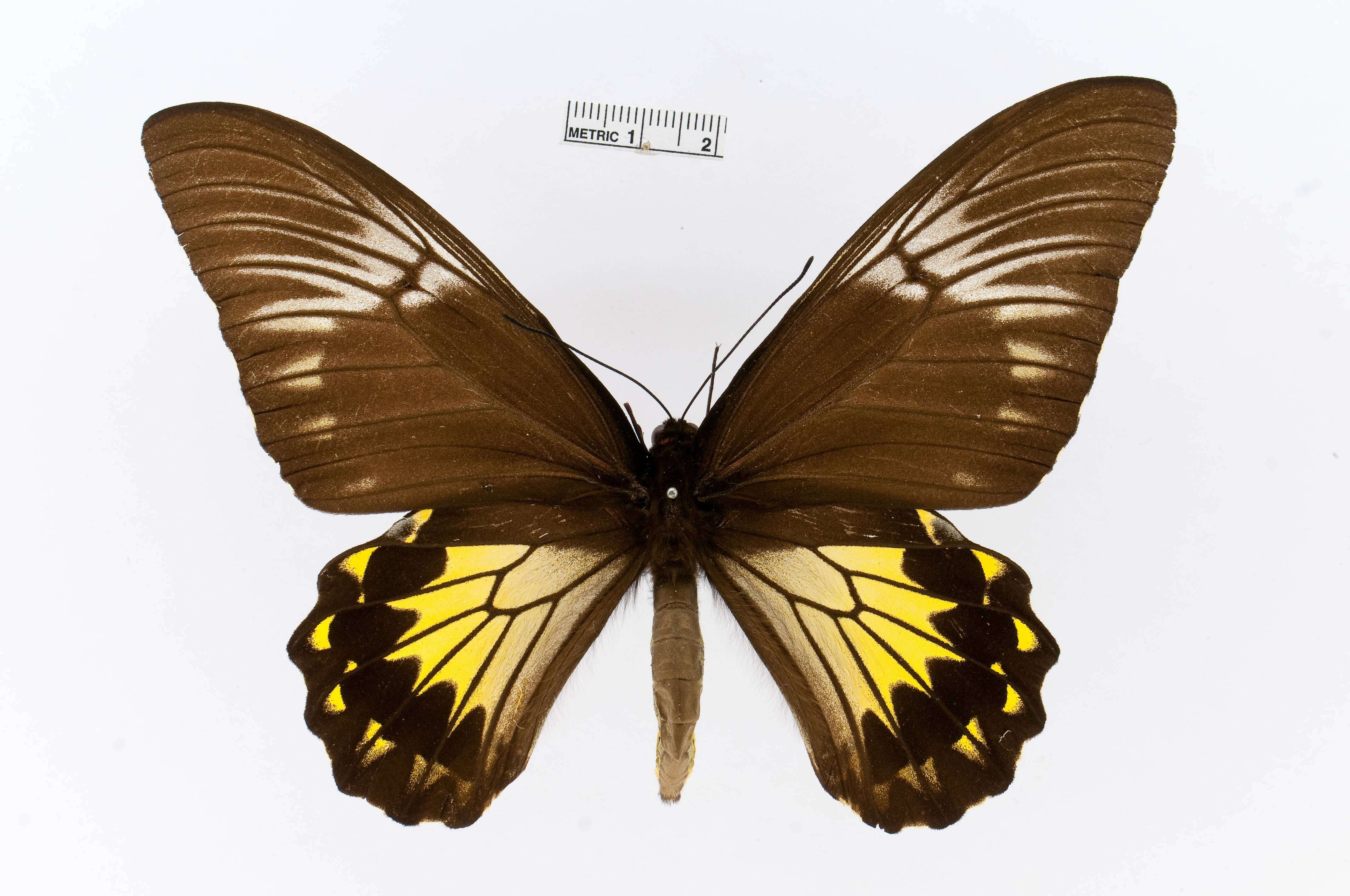 Image of Golden Birdwing