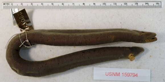 Image of Peters' Caecilian