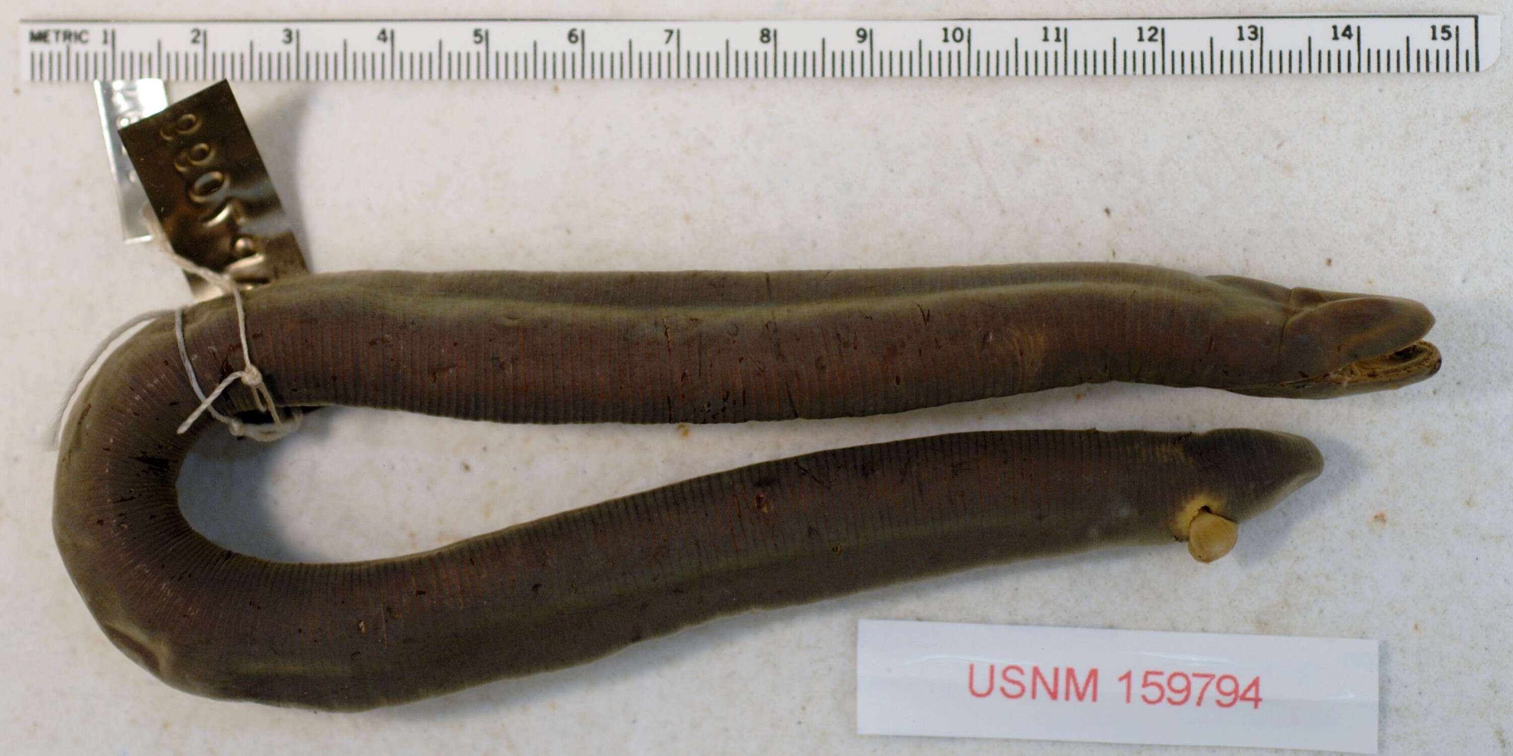 Image of Peters' Caecilian