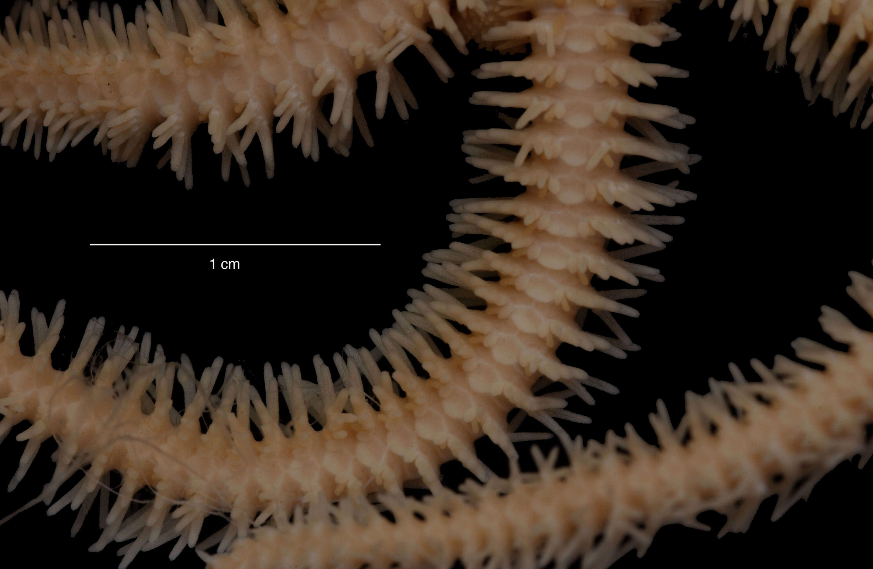 Image de Ophiacantha vivipara Ljungman 1871