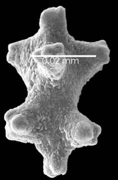 Image of Pleurocorallium niveum (Bayer 1956)